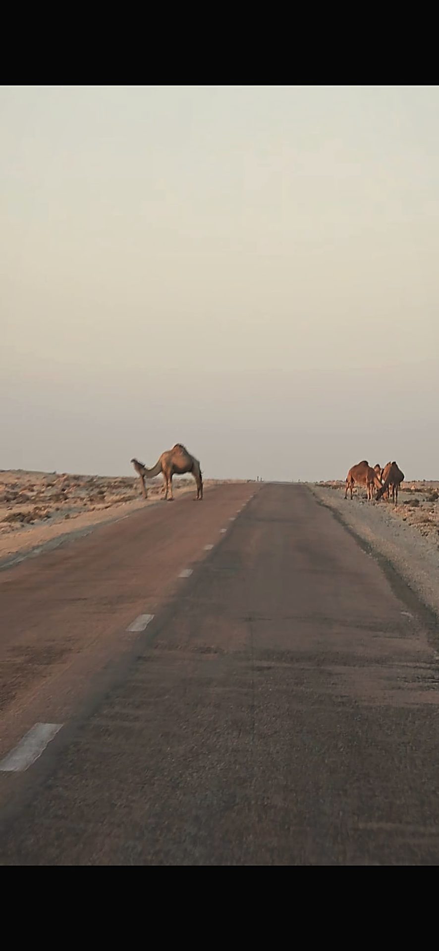 Camels on the road at dusk in the Sahara