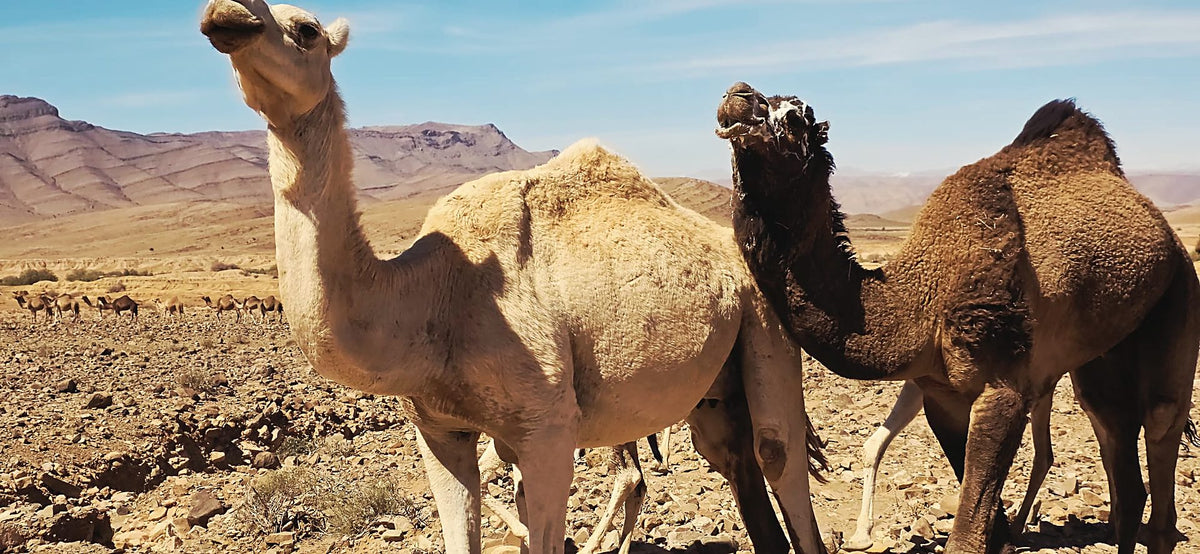Two camels on a rocky plain in the Sahara