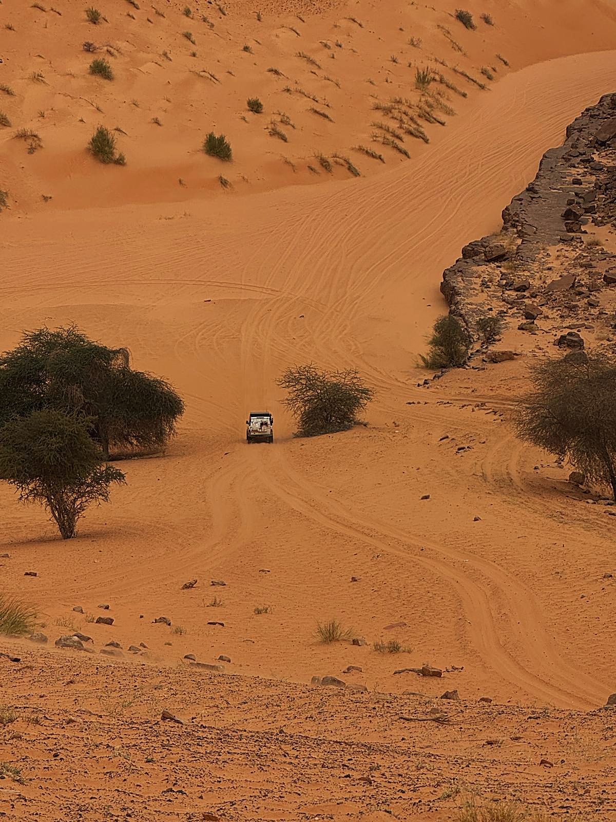 Zandpiste tussen acacia's in de Sahara