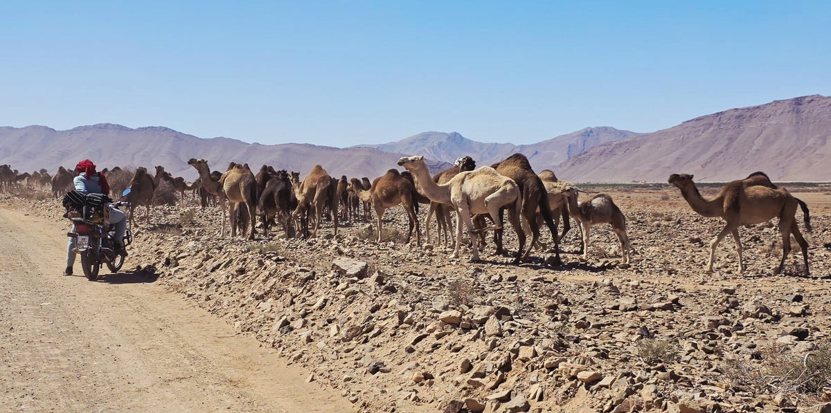 Kamelenkudde in de rotswoestijn van Mauritanië
