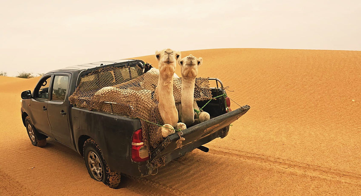 Camels in the bed of a pick-up on a dune
