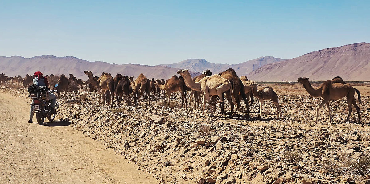 Kamelenkaravaan voor de bergen in de Sahara