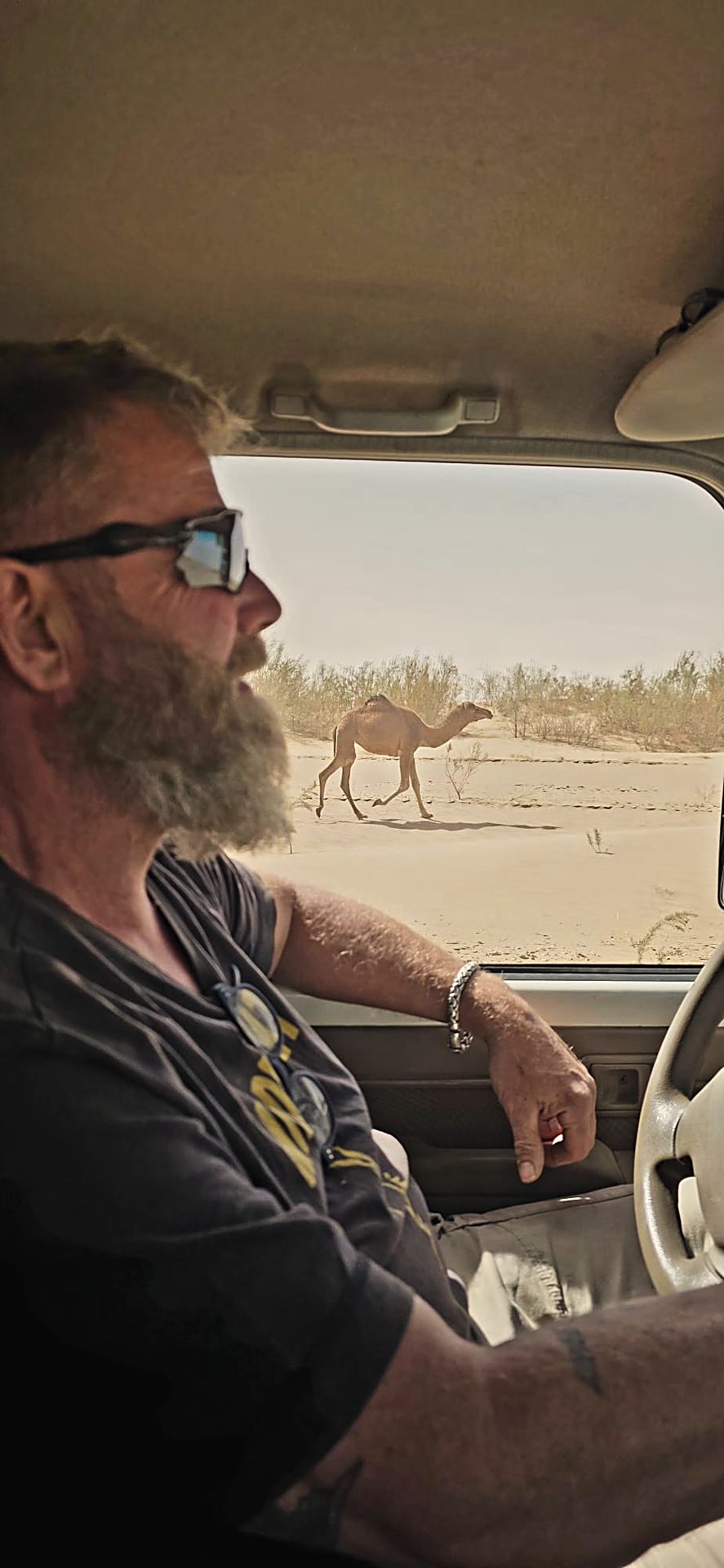 Camel by the roadside on the way through the Sahara